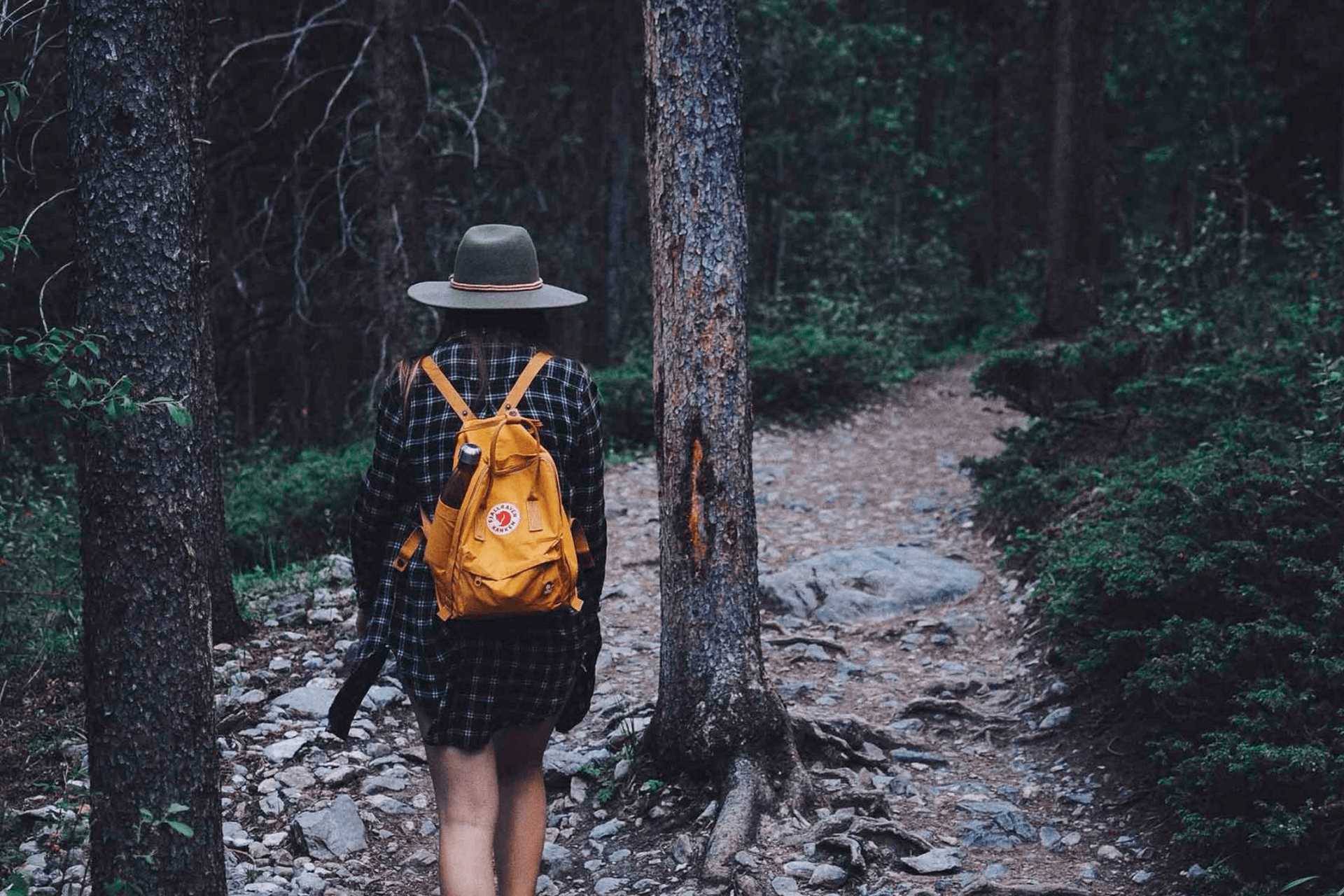 Los árboles más antiguos de la Tierra y las historias que cuentan