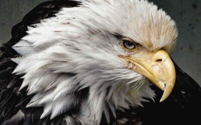 Las águilas por lo que ahora representan