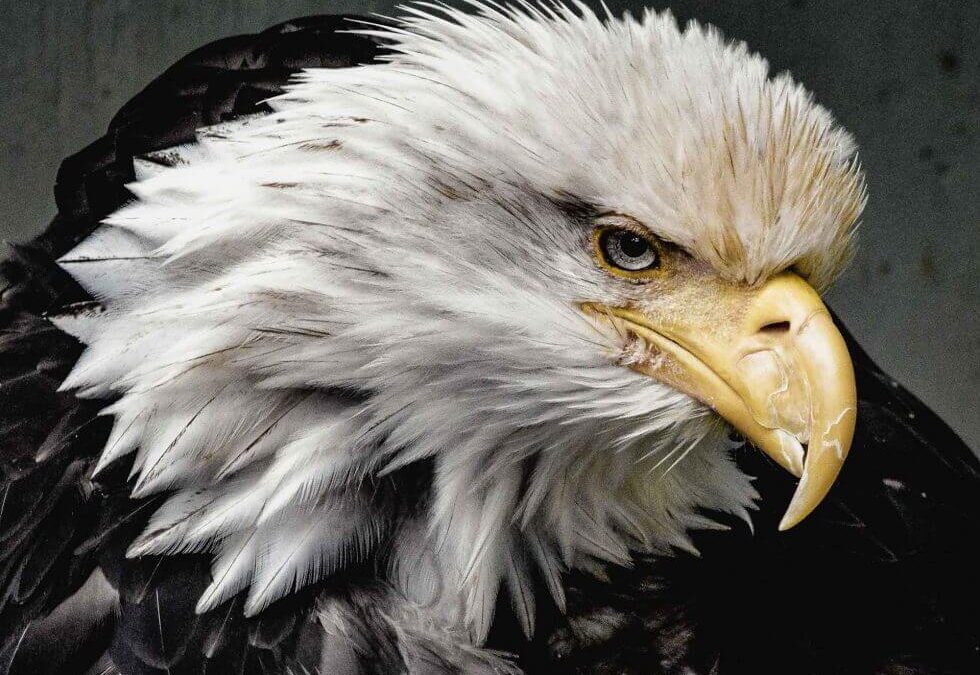 Las águilas por lo que ahora representan